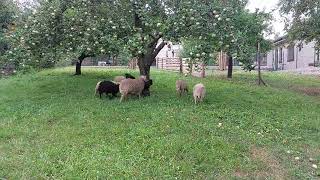 Ouessantské ovečky