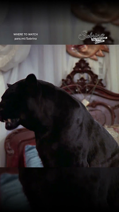 Salem wouldn't eat Sabrina -- or would he?! #SabrinaTheTeenageWitch Now streaming on Paramount 