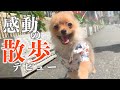 【号泣】子犬ポメラニアン、感動の散歩デビュー。