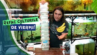 Hrană pentru puii de peşti | Banana worms