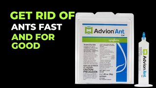 advion ant gel review