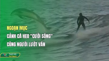 Ngoạn mục cảnh cá heo "cưỡi sóng" cùng người lướt ván| Thái Nguyên TV