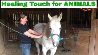 Vlog #14: My Healing Touch for Animals Work