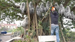 Hidden Mass Grave of 400+ Found During Cleanup Beneath an Old Tree! Wealth
