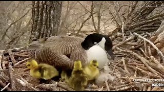 Canadian Geese Leap of Faith from  Nest 2022