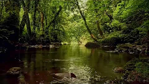 FOREST STREAM SOUNDS, GENTLE BIRD SONG, RELAXING NATURE SOUNDS, COLLABORATION WITH@GoodMorningBirds