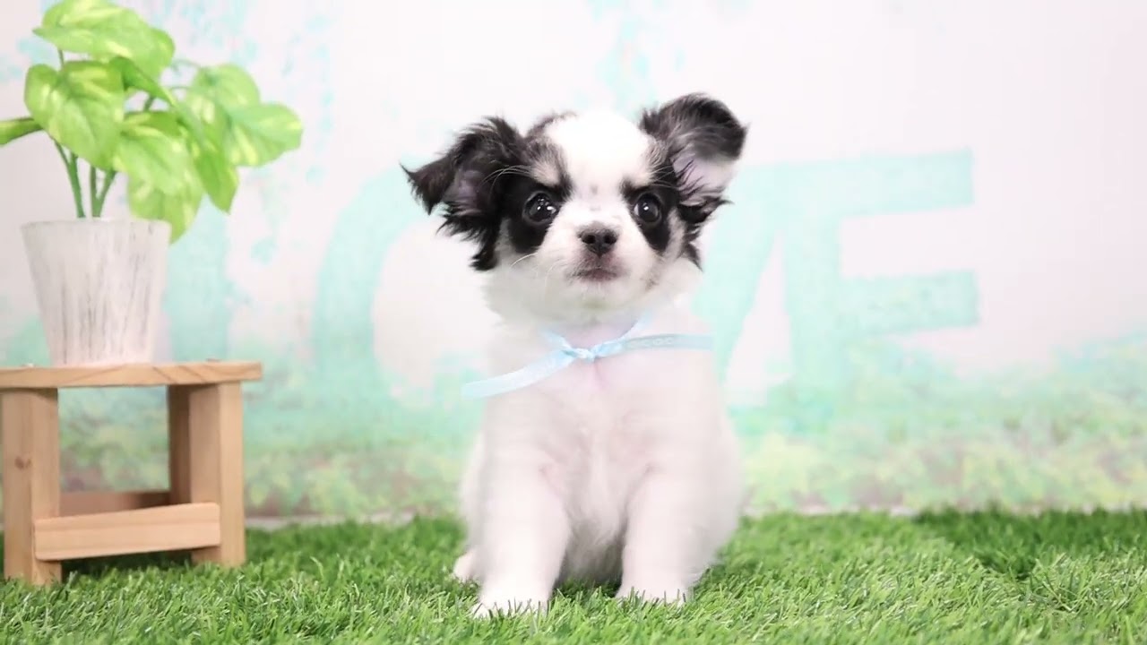 チワワ（ロングコート）の子犬（オス♂） 藤枝店｜ペットショップCoo＆RIKU