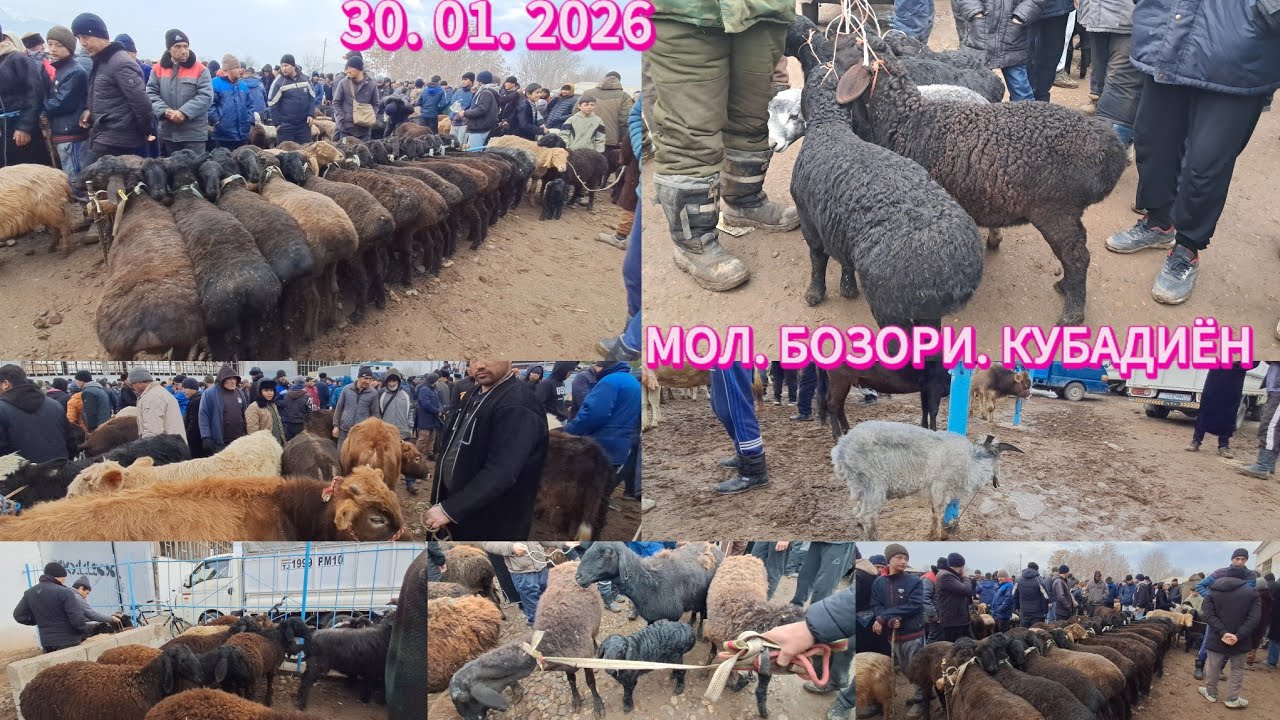 МОЛ. БОЗОРИ КУБАДИЁН ЖУМА БОЗОРИ КУБАДИЁН МАРХАМАТ