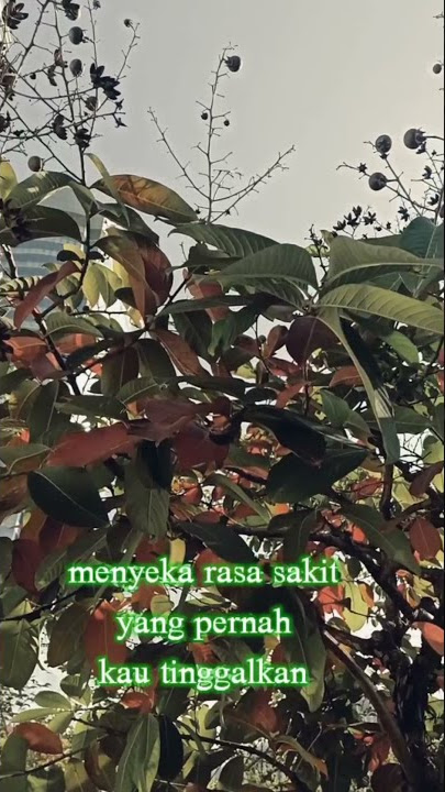 Tanpamu aku bebas story whatsapp