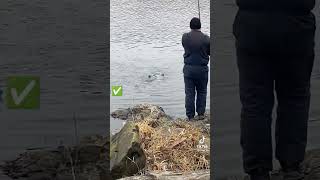 Товстолоб Дільфін #fishing #carp #shortvideo #carpfishing #рибалка #fish #bassfishing #catfish
