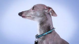 Tail Docking Debate: Exploring the Pros & Cons of Italian Greyhounds