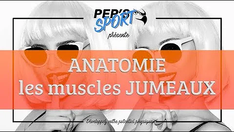 Où se situe le muscle jumeau ?