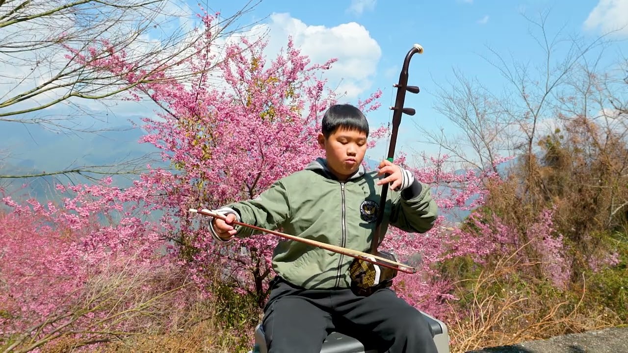 櫻花樹下 二胡演奏一段