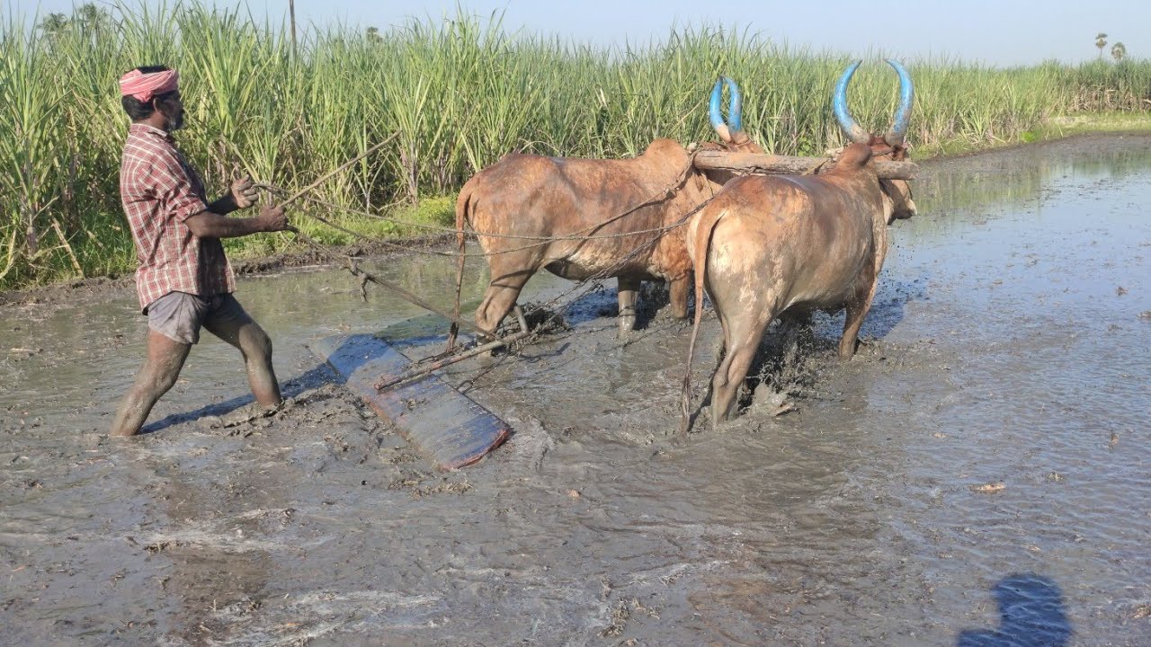 Bullock Working Style|Bullock Working Style In Village | Bullockcart racing videos | cow videos |