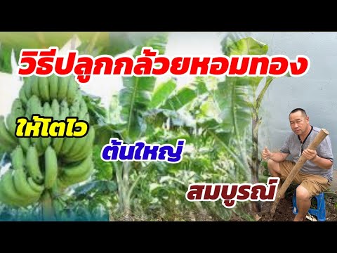255/ วิธีปลูกกล้วยหอมทองให้โตไว ต้นใหญ่ สมบูรณ์ ปลีใหญ่ ลูกดก