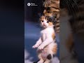 優しい猫　ありがとう