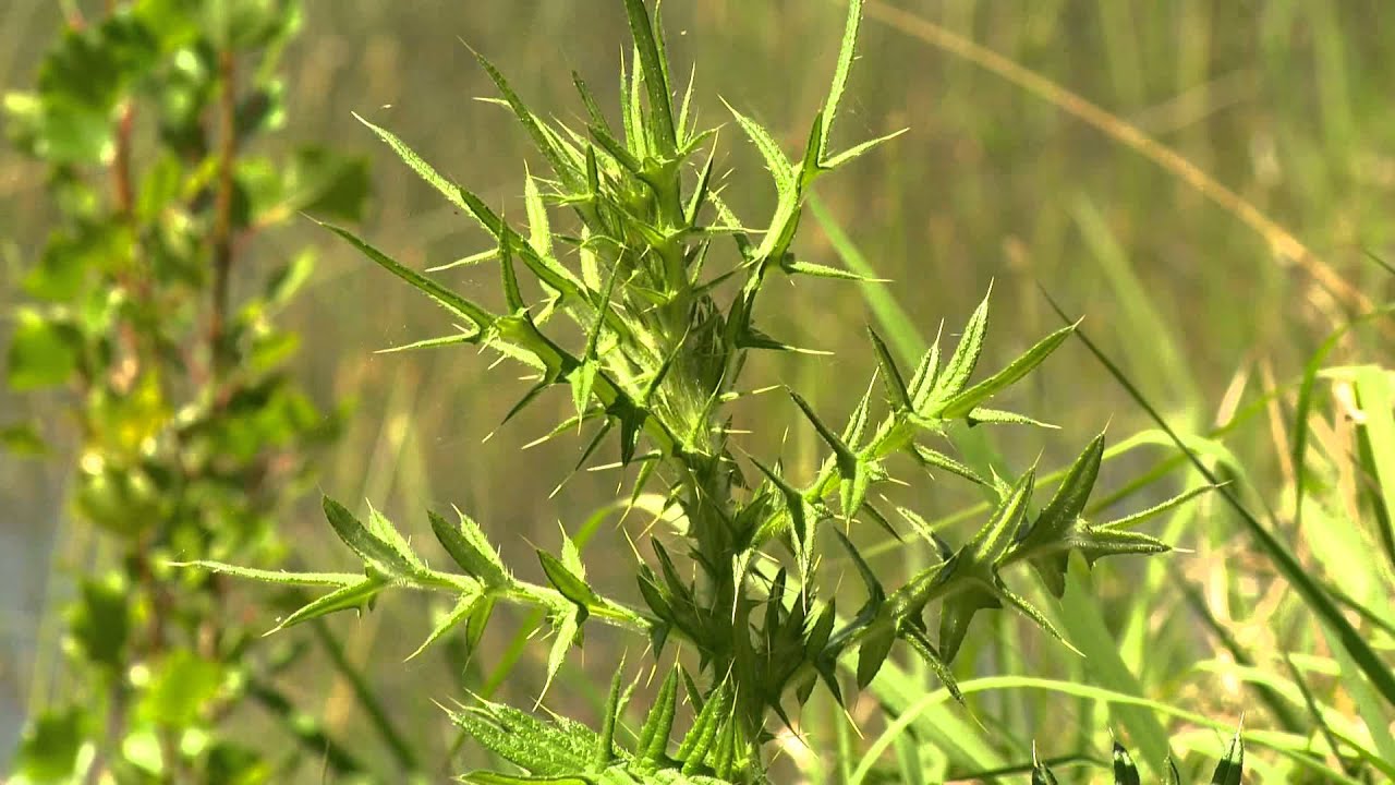 MDFRC: Integrated Ecological Condition Assessment