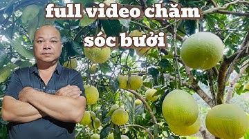 Giải Pháp Xử Lý Bưởi Cát Quế & Da Xanh | Hết Vàng Quả, Chín Sớm  Không He, Không Đắng, Ngọt Tự Nhiên
