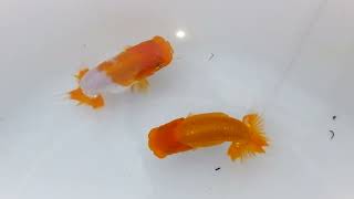 DSCF4717