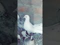 ram ram bhai #trending #viral #vlog ..