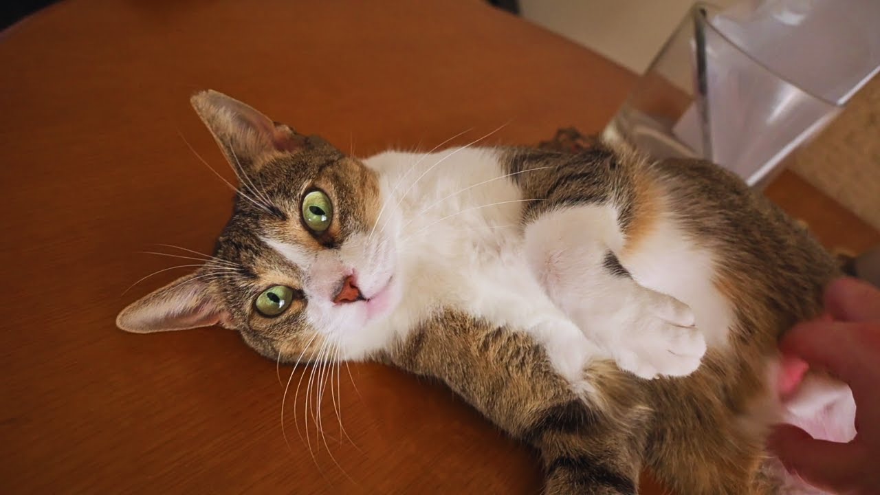 Is My Cat Happy When I Come Home From Work? YouTube