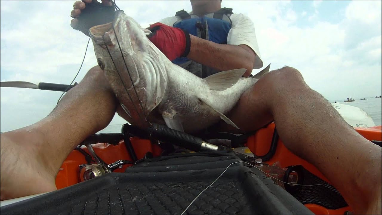 Corvinas 2014 Cuda 14