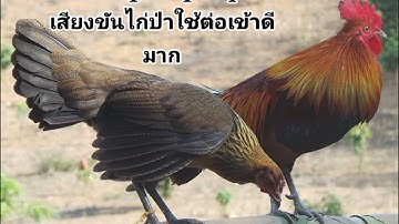 Suab qaib qus qua เสียงขันไก่ป่าต่อเข้าดีมาก