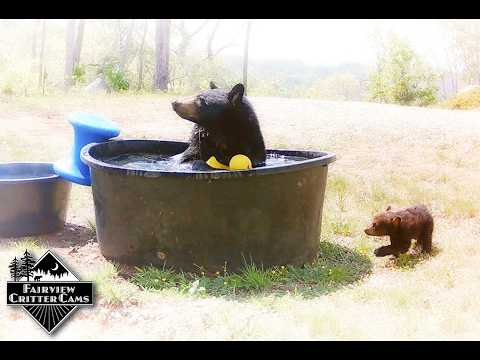 BEAR CUB CRIES while MAMA BEAR PLAYS - YouTube