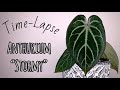 Time Lapse: Anthurium Unknown Hybrid "Stormy"