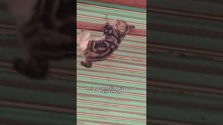 The scared kitten #shortsvideo #amimals