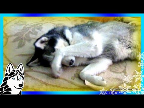 BAD DOG!  What a Guilty Dog! Siberian Husky Shiloh Eats Bread