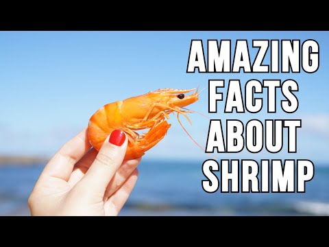 Video: Jaké krevety jsou v ekosféře?