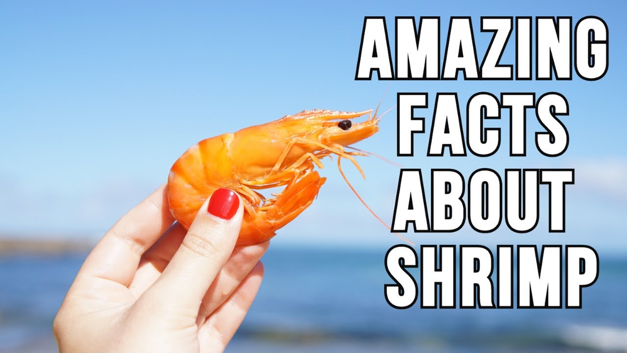 Top 15 Amazing Facts About Shrimp YouTube