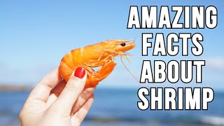 Top 15 Amazing Facts About Shrimp