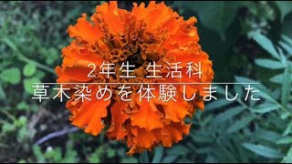 2年生 生活科で草木染を体験しました(音が出ます)