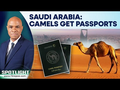 Saudi Arabia Introduces Official Passports For Camels To Regulate The Sector Spotlight N18G 