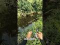 menangis joran mini #castinggabus #mancingliar #spotrawahitam #ayyomancing #amfishing #lureandalan