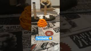 Pek tembeller, hadi be, dombili patisinin birini mindere atmış🤣 #cats #kedi #animals #shorts #kesfet