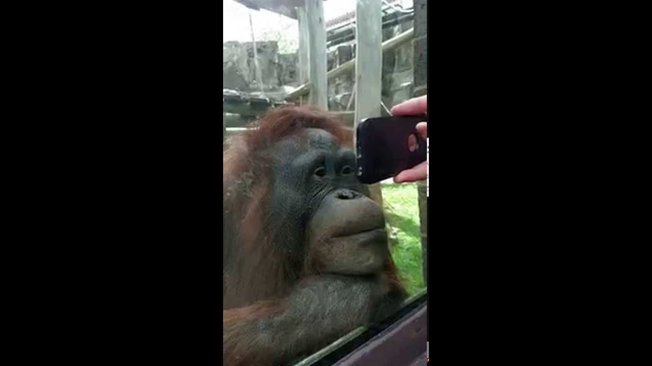 Orangutan Mesmorised by Mobile Phone...
