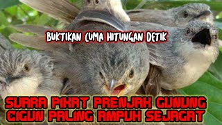 suara pikat prenjak gunung cigun paling ampuh dan tanpa zonk buktikan sendiri jejak si thole jt15