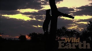 WildEarth - Sunset Safari - 26 May 2020