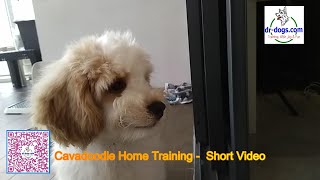 Cavadoodle Training Short Video by Stanley Koh 20 views 3 months ago 27 seconds