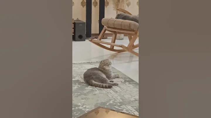 Video 11889891: scottish fold cat, cutecat