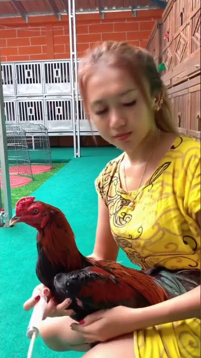 Viral Wanita Yogyakarta Sebagai Pecinta Ayam Jago #short #viral#monita