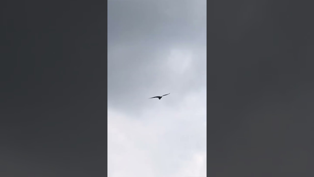 Eagles in Singapore! 