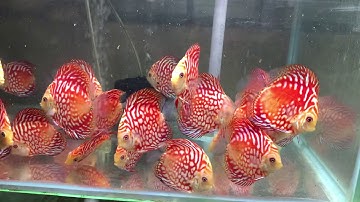 Dĩa bồ câu đỏ