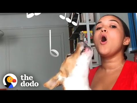 Dog Obsessed With Music Adopted By Musicians | The Dodo