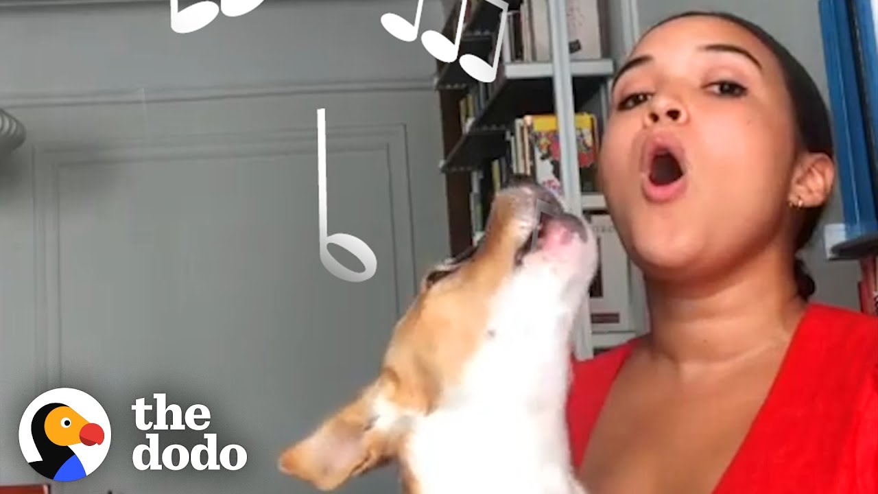 Dog Obsessed With Music Adopted By Musicians | The Dodo