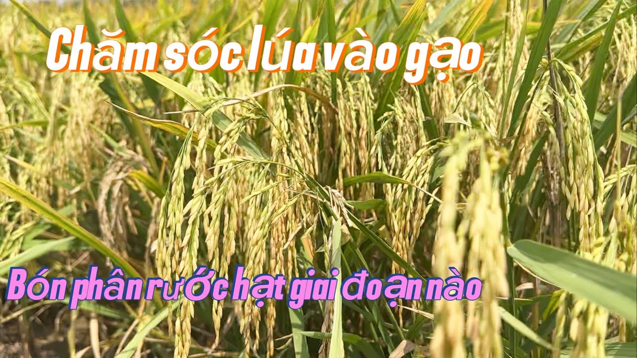 LÚA ĐÔNG XUÂN NĂM 2026 - CÁCH Giúp lúa vào gạo no cậy CHO NHỮNG BÔNG LÚA CỰC TO 