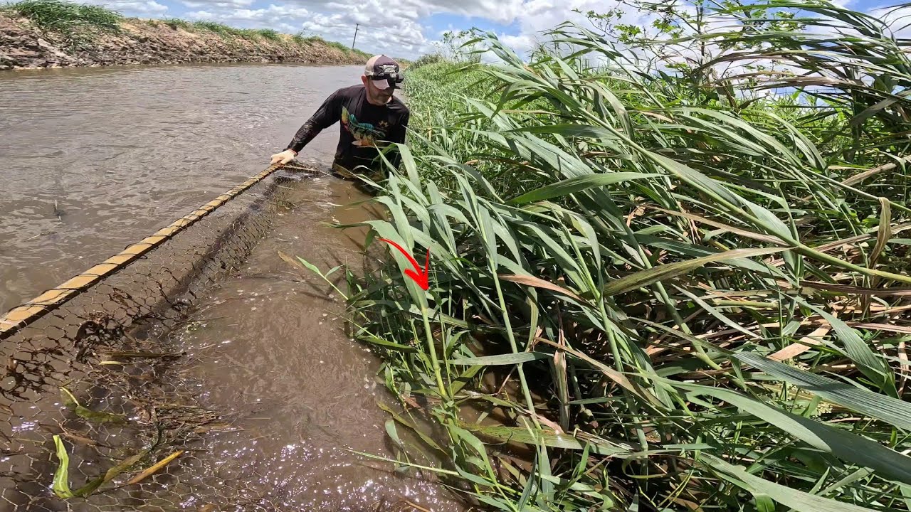 É aqui embaixo desse mato que mora o perigo pescaria de peneirão! 